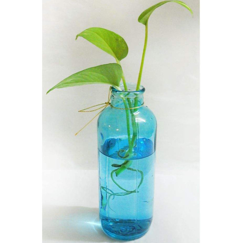 گلدان دکوری شیشه‌ای طرح کلاسیک ابعاد 7×7×19 سانتی‌متر و وزن 250 گرم، مناسب برای تراریوم و گیاهان طبیعی