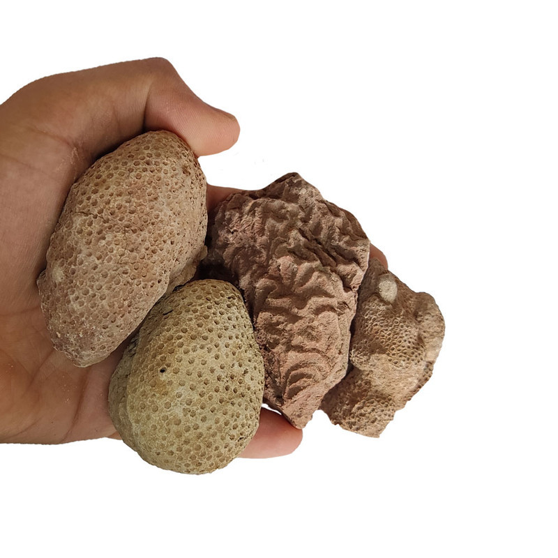 سنگ راف مدل فسیل دریایی کد 5050B مجموعه 4 عددی