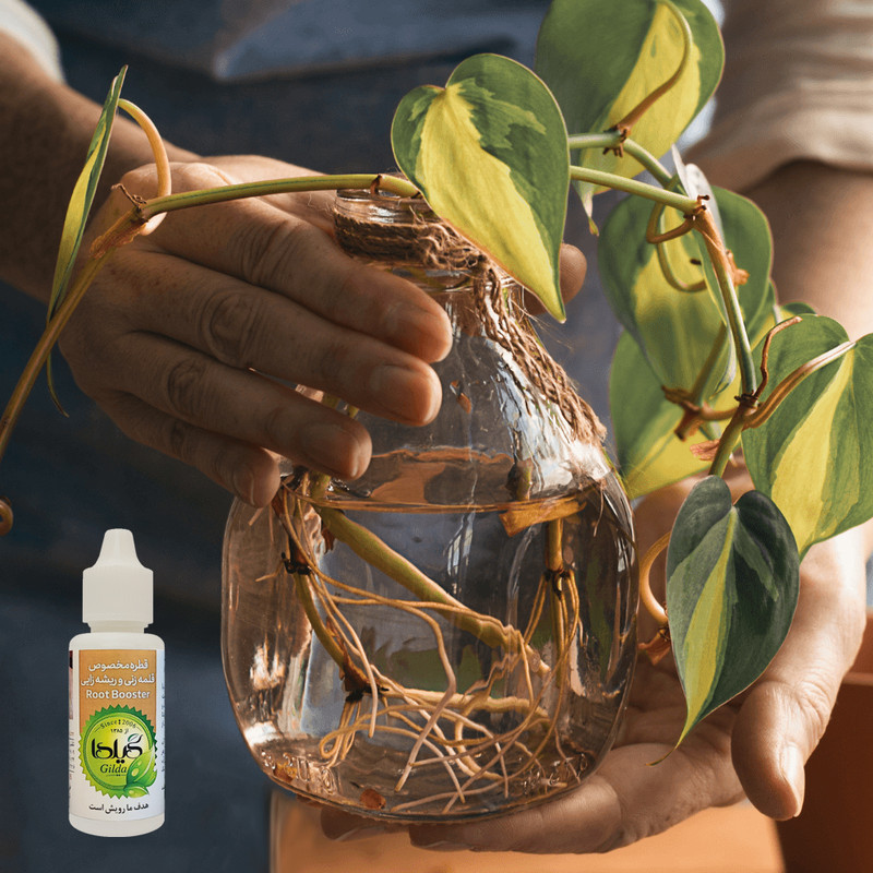 کود مایع قلمه زنی و ریشه زایی گیلدا مدل Root Booster حجم 30 میلی لیتر