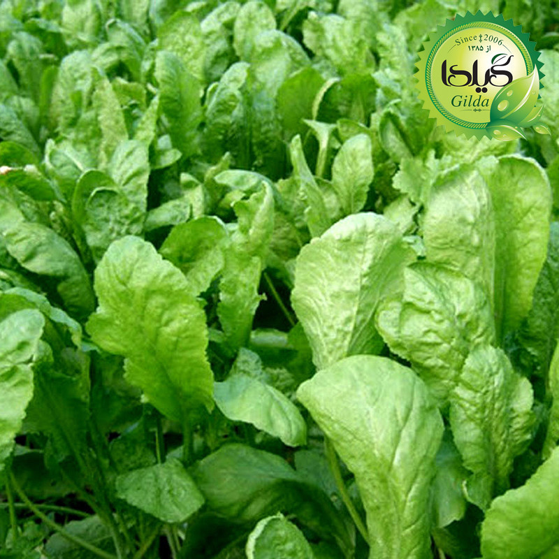 بذر سبزی خوردن گیلدا کد 097 مجموعه 10 عددی