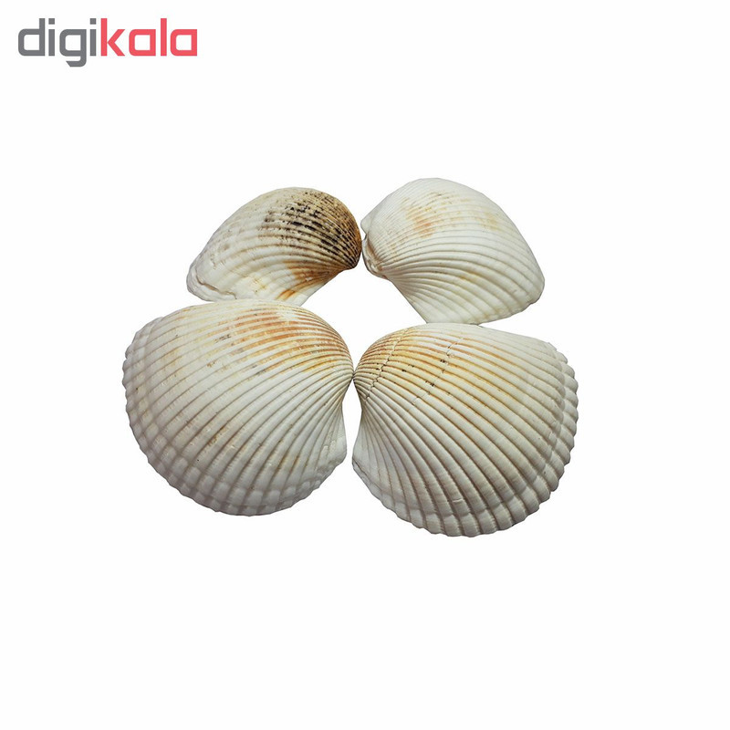 صدف تزئینی آکواریوم مدل AL-05 مجموعه 4 عددی