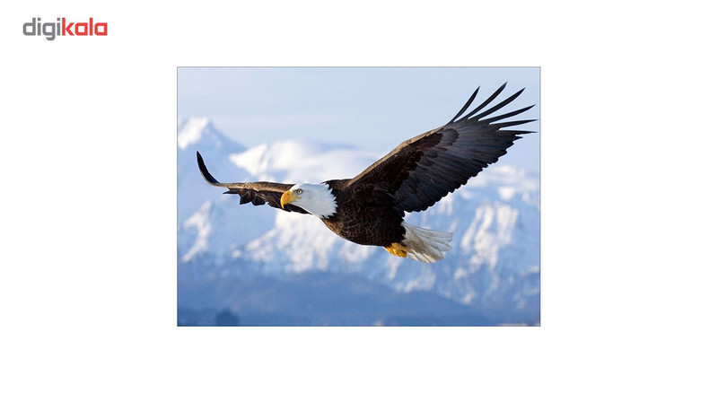 تابلو شاسی ونسونی طرح Flying Eagle سایز 30x40 سانتی متر