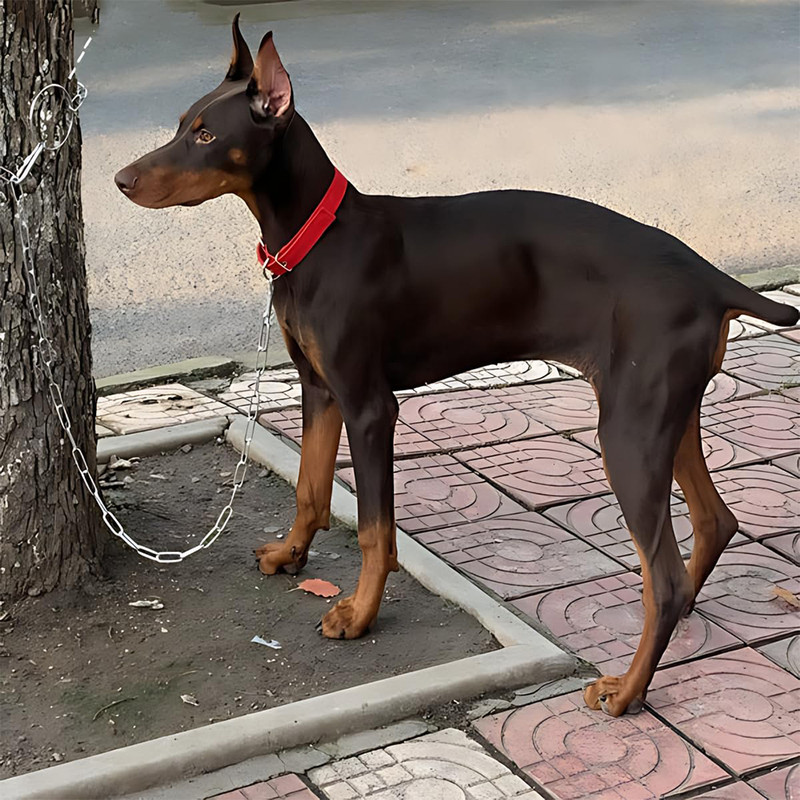 زنجیر گالوانیزه مدل 3mm طول 3 متر