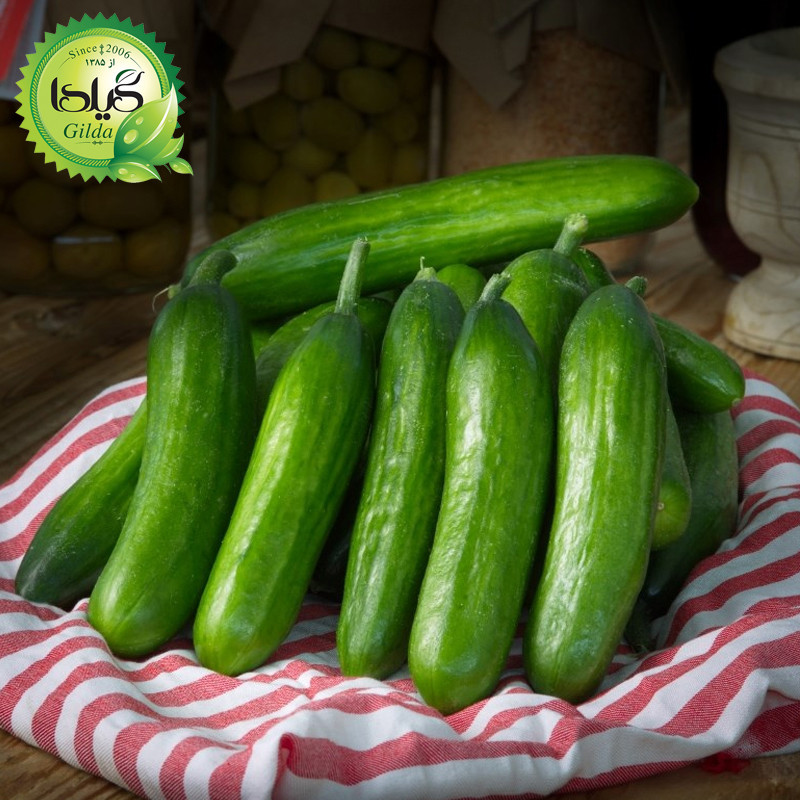 بذر خیار بوته ای آریا گیلدا کد 641