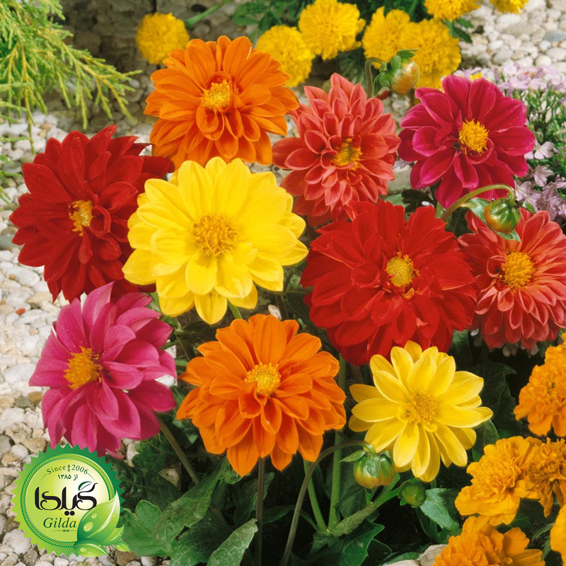 بذر کوکب الوان گیلدا کد 861
