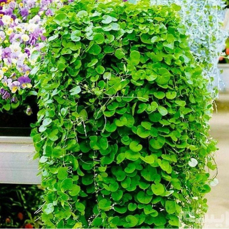 بذر چمن دایکوندرا سانیا سید مدل S107