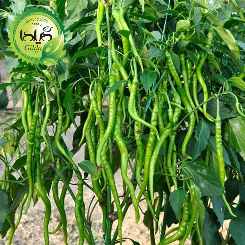 بذر فلفل شیرین سوزنی گیلدا کد 357