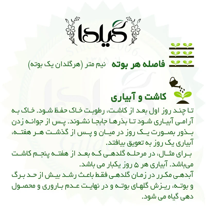 بذر کدو خورشتی هیبرید گیلدا کد 771