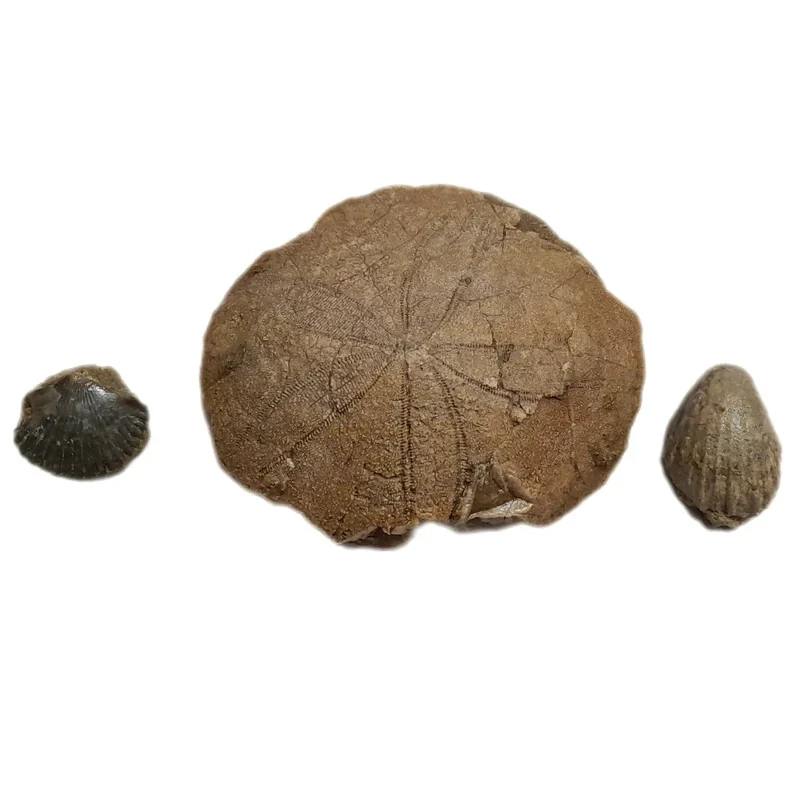 سنگ راف مدل فسیل صدف و ستاره دریایی کلکسیونی کد 473 مجموعه سه عددی