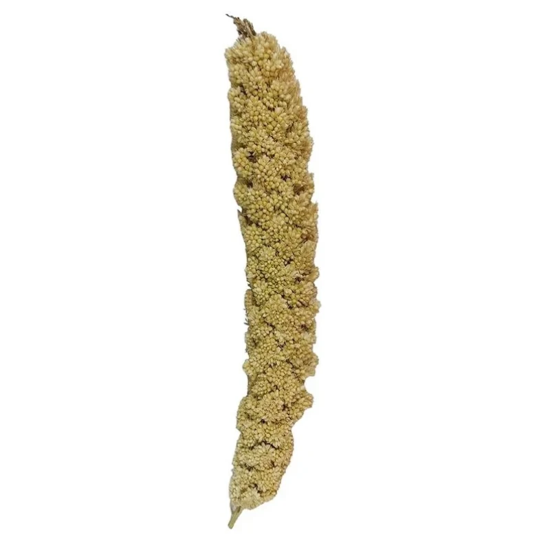 غذای پرنده مدل ارزن خوشه ای درشت کد 020 بسته 20 عددی وزن 240 گرم