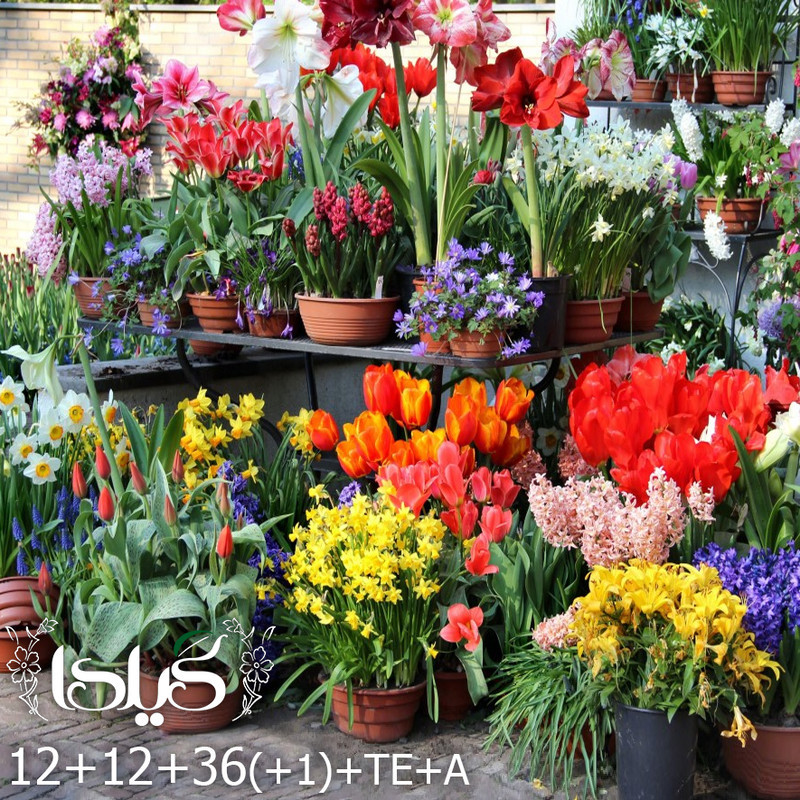 کود مایع کامل گلدهی گیلدا مدل پتاسیم بالا حجم 120 میلی لیتر
