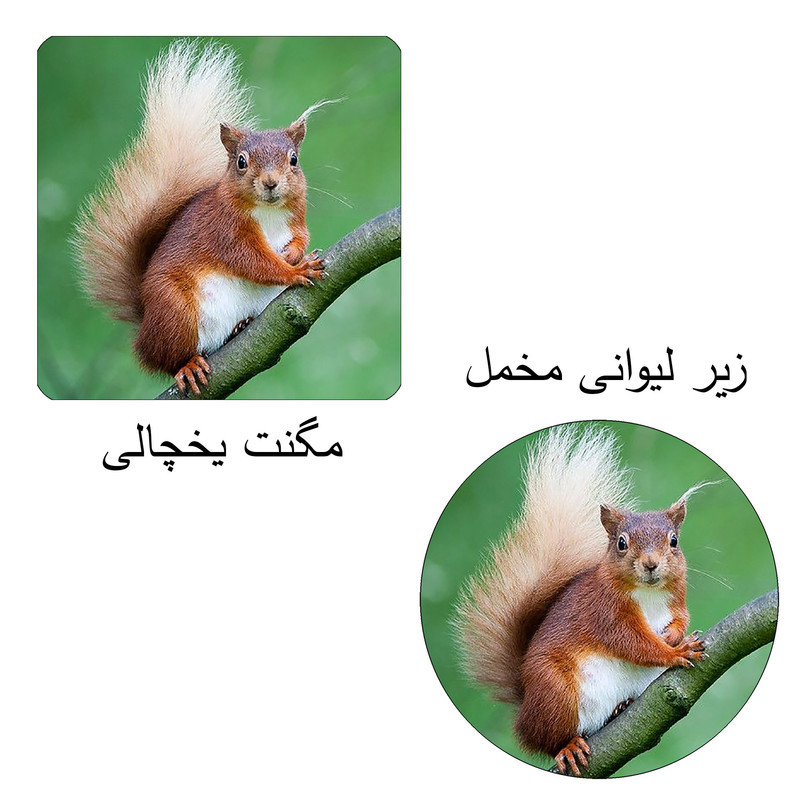مگنت طرح سنجاب کد M2 به همراه زیر لیوانی