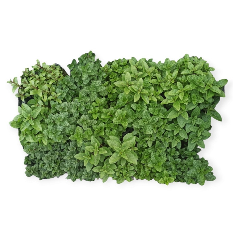 گیاه طبیعی نعناع مدل R41