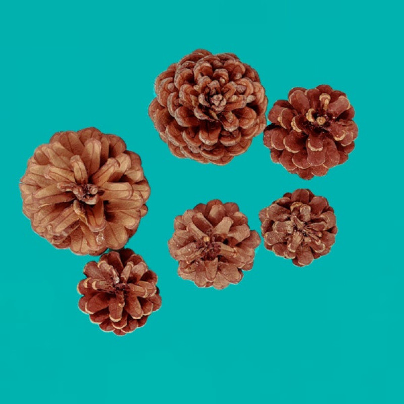 کاج دکوری مدل Ka2 مجموعه 6 عددی