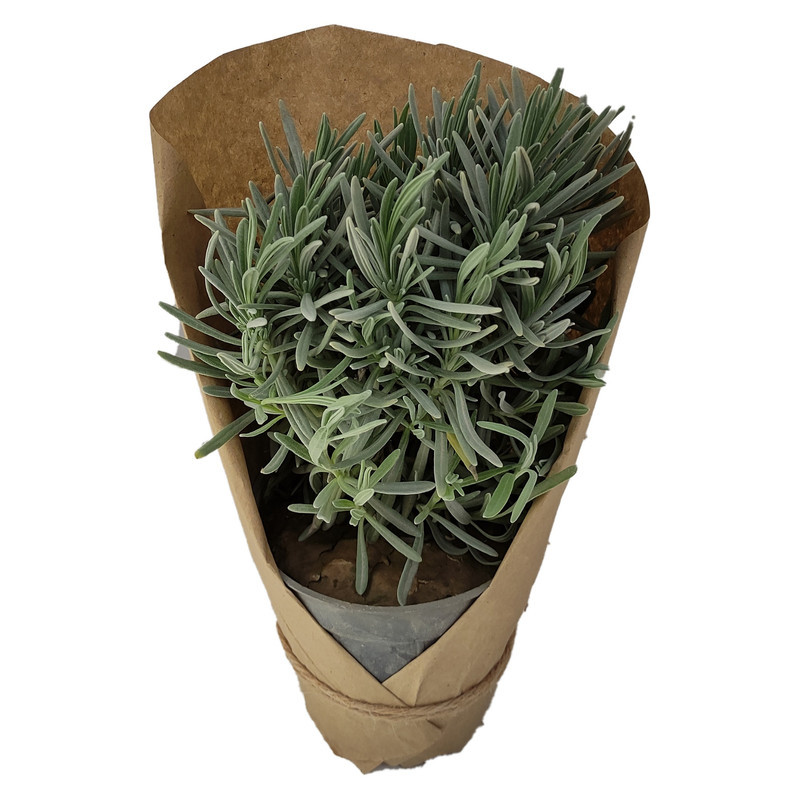 گیاه طبیعی لاوندر کد yt41
