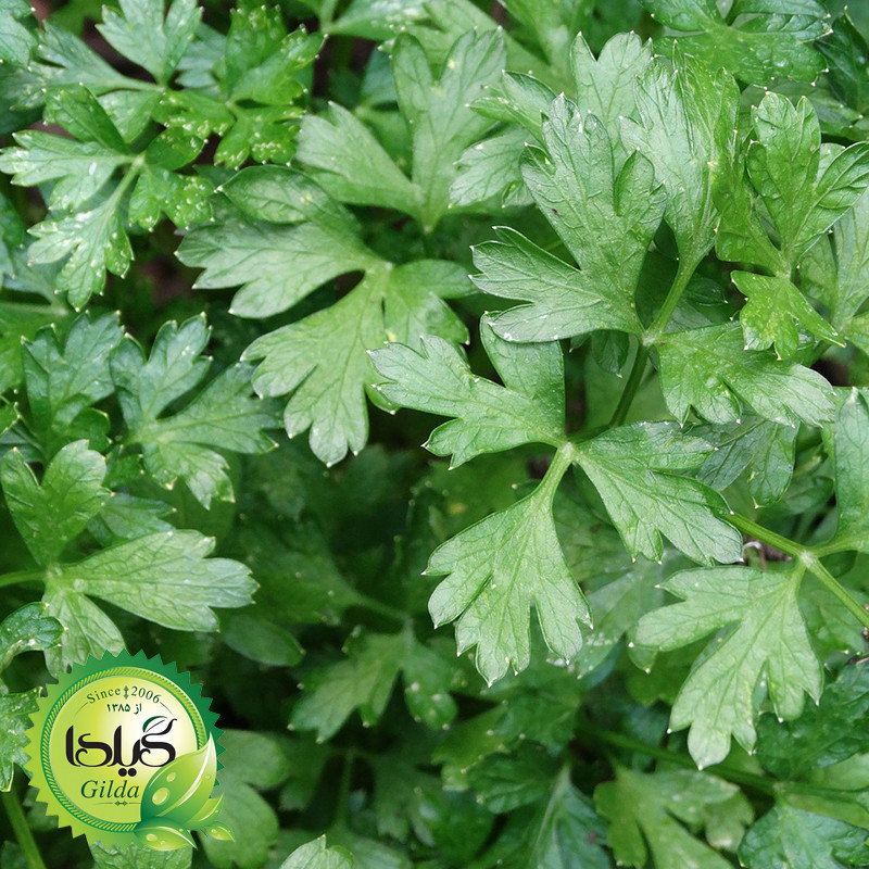 بذر سبزی خوردن گیلدا کد 097 مجموعه 10 عددی