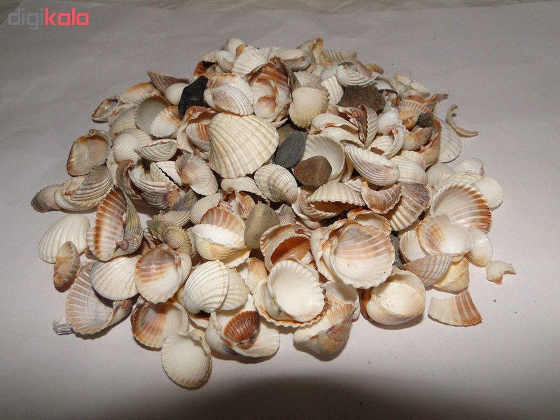 صدف تزئینی مدل 13 shell وزن 100 گرم