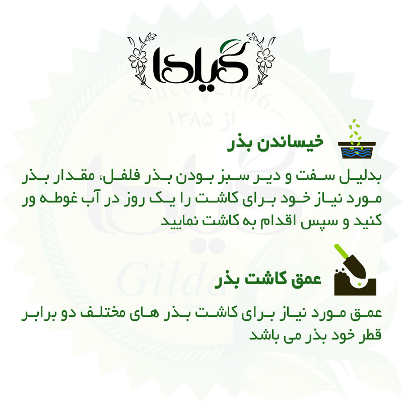 بذر فلفل شیرین سوزنی گیلدا کد 357