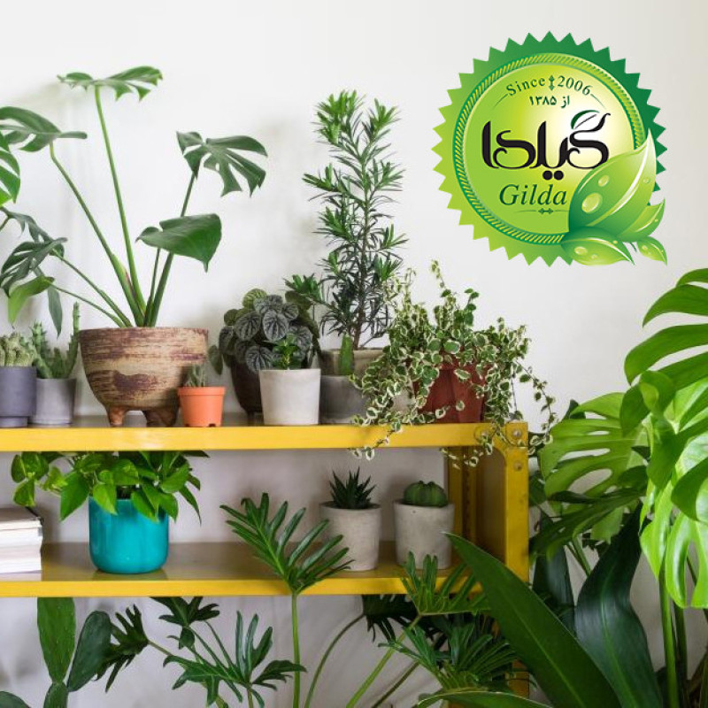 کود کلات آهن افزایش سبزینگی گیلدا مدل Fe6%-EDDHA وزن 20 گرم