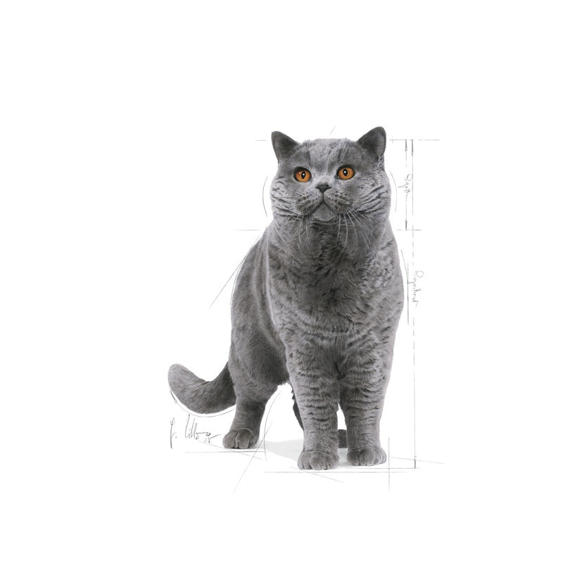 غذای خشک گربه بریتیش رویال کنین مدل British Shorthair وزن 10 کیلوگرم