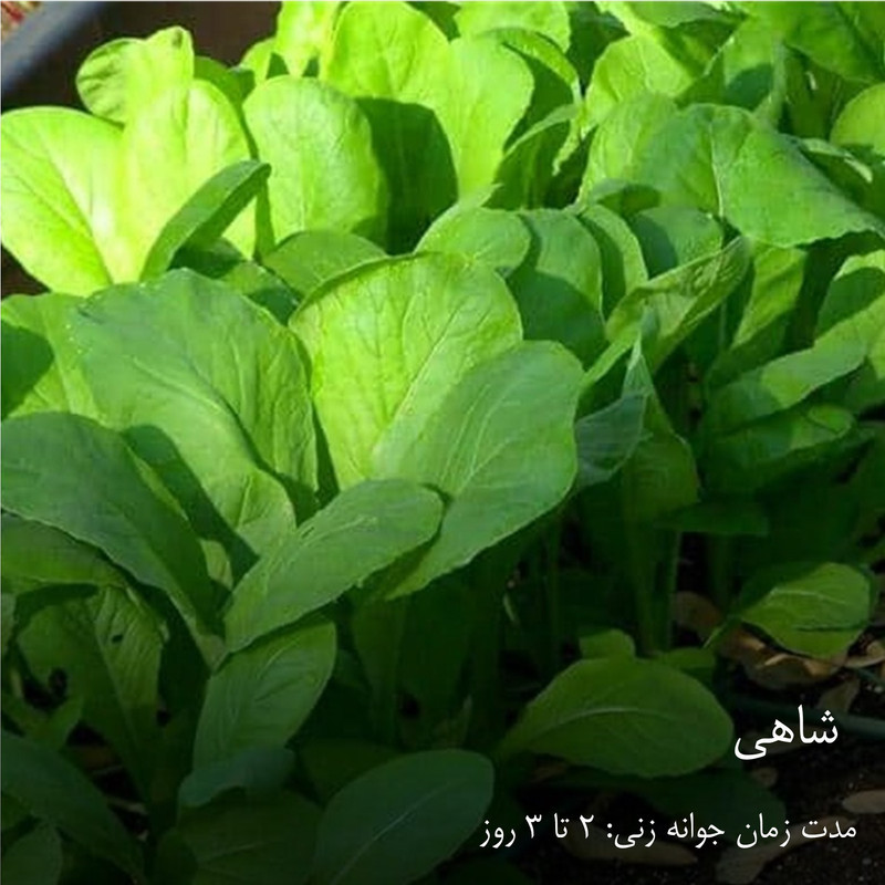 بذر سبزیجات گرین سیدز کد 2005 مجموعه 10 عددی