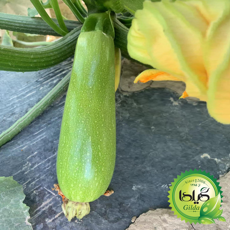 بذر کدو خورشتی هیبرید گیلدا کد 771