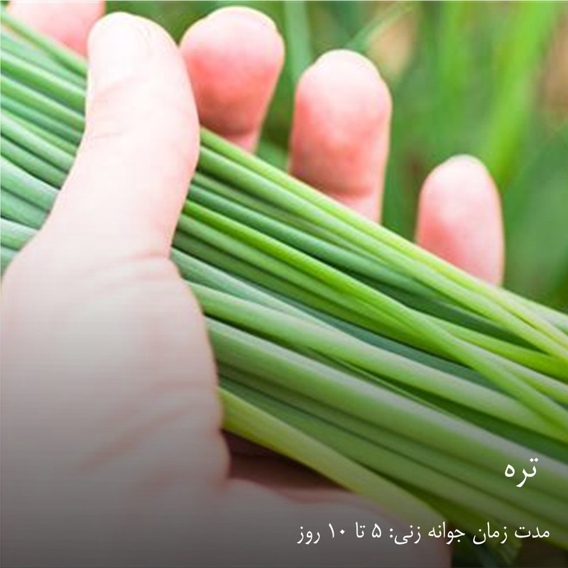 بذر سبزیجات گرین سیدز کد 2005 مجموعه 10 عددی