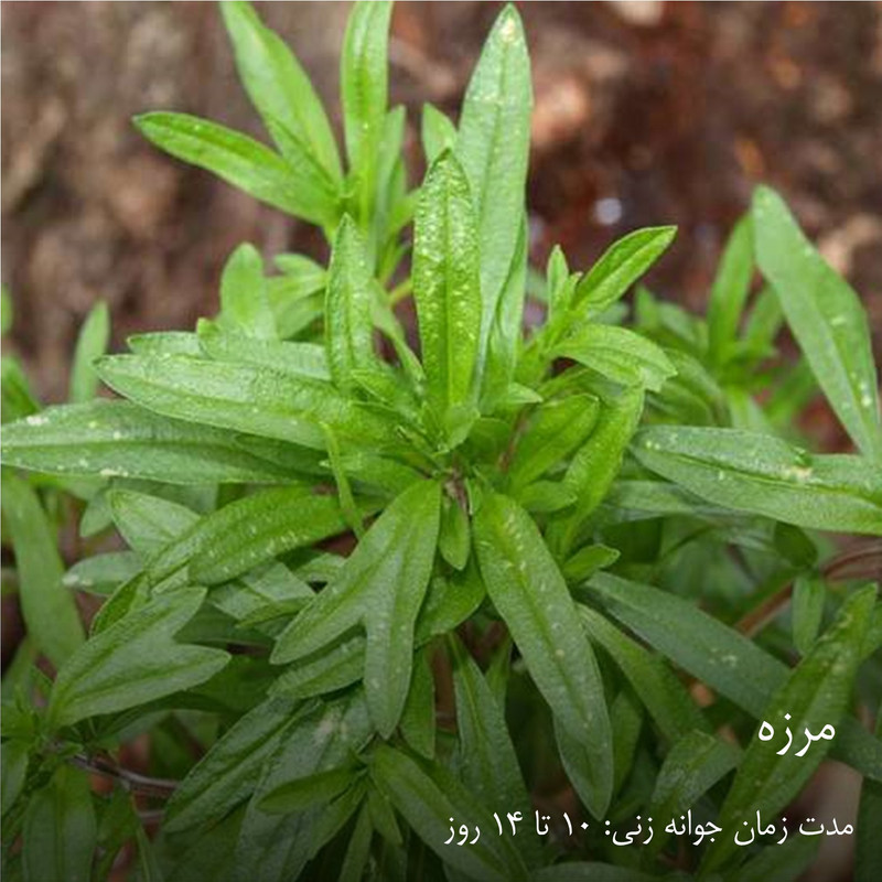 بذر سبزیجات گرین سیدز کد 2005 مجموعه 10 عددی