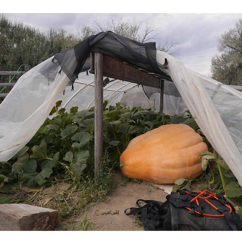 بذر کدو تنبل غول پیکر گلس گاردن مدل GL02