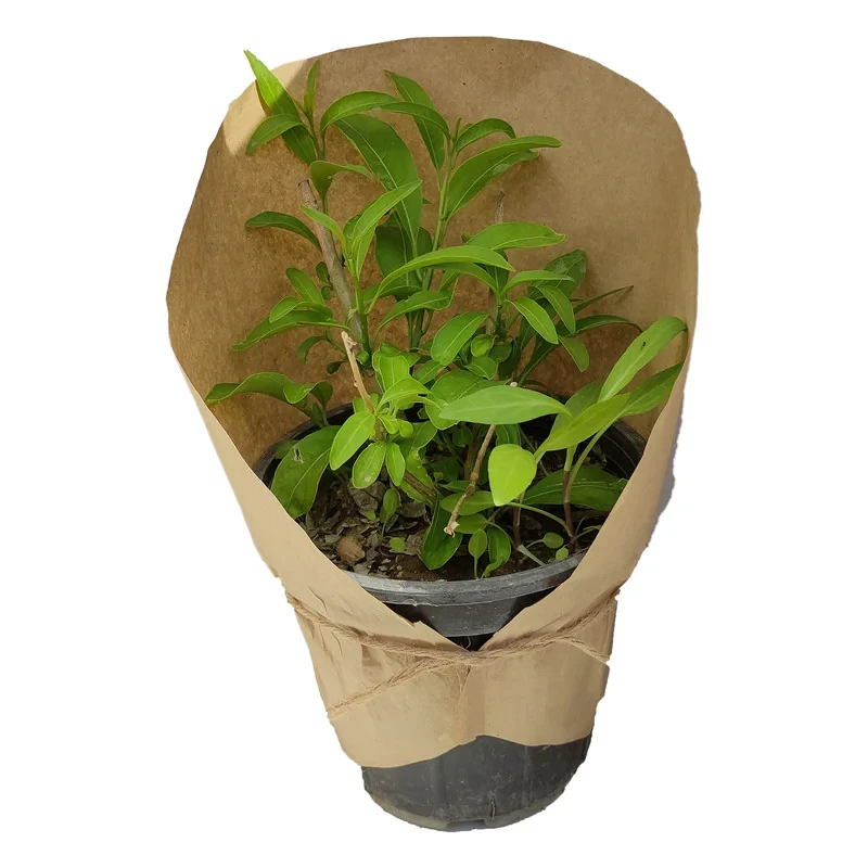 گیاه طبیعی محبوبه شب کد yt43