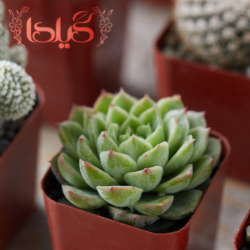 کود کامل کاکتوس گیلدا مدل NPK وزن 25 گرم