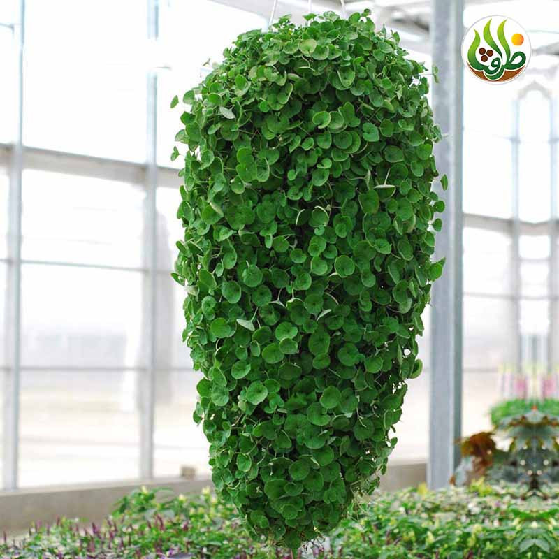 بذر چمن دایکوندرا ظرافت مدل BZ18069 بسته 5 عددی