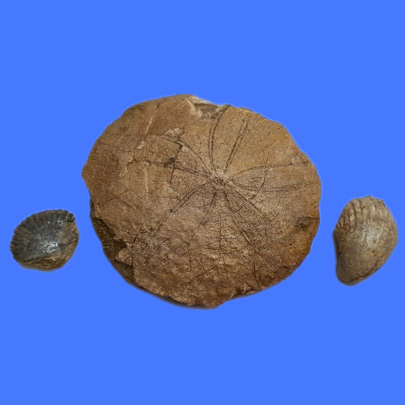 سنگ راف مدل فسیل صدف و ستاره دریایی کلکسیونی کد 473 مجموعه سه عددی