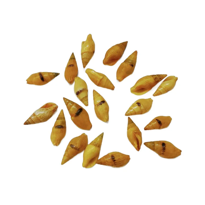 صدف تزیینی مدل گندمی ریز بسته 20 عددی