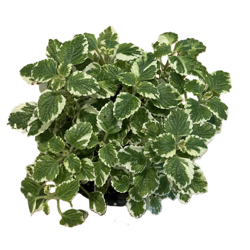 گل طبیعی شمعدانی مدل عطر نعنایی دالیدا