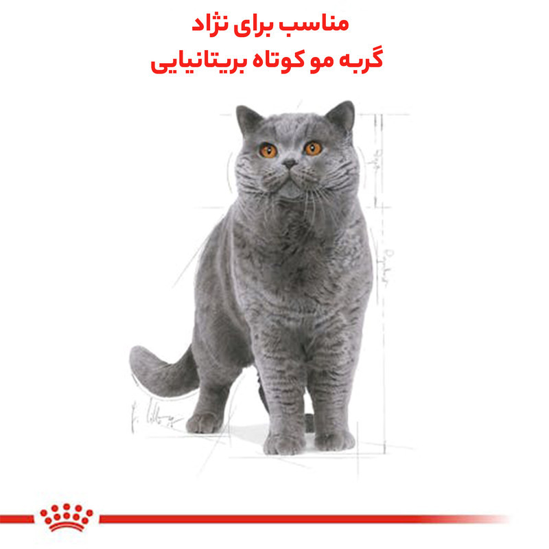 غذای خشک گربه رویال کنین مدل british shorthair adult وزن 4000 گرم