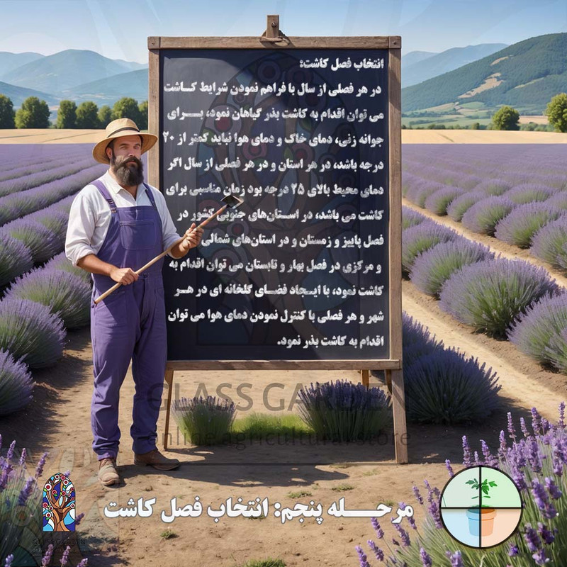 بذر کدو تنبل غول پیکر گلس گاردن مدل GL02
