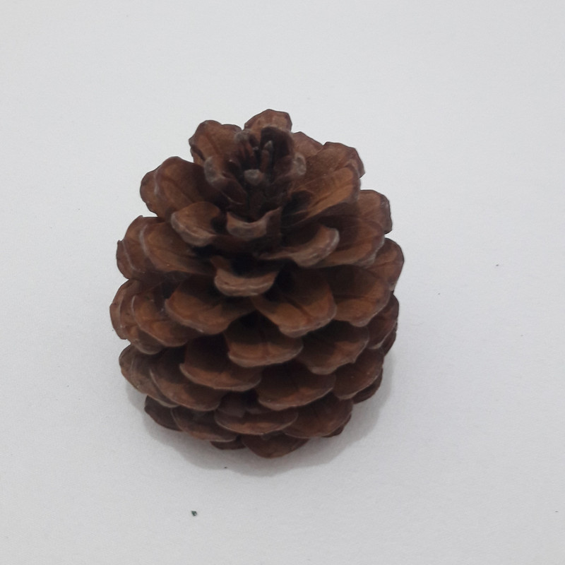 میوه تزیینی کاج مدل pine cone 1