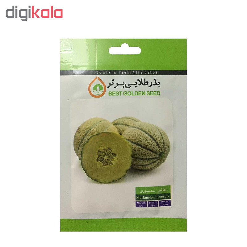 بذر طالبی سمسوری بذر طلایی برتر کد BZT-59