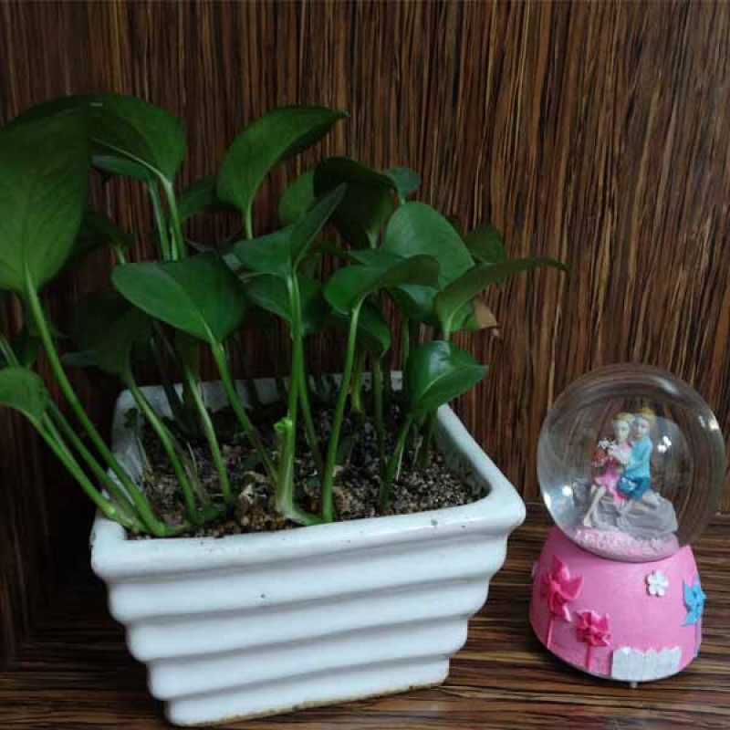 گوی موزیکال مدل  چراغ دار طرح پسر و دختر ویولن به دست کد 10