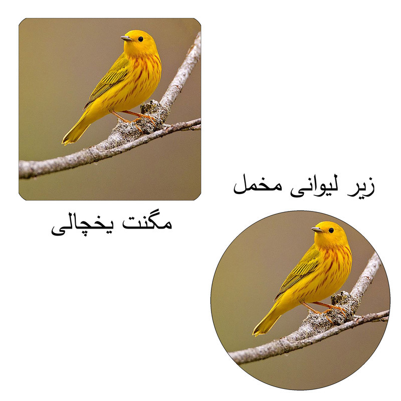 مگنت طرح زرد قناری کد M1 به همراه زیر لیوانی