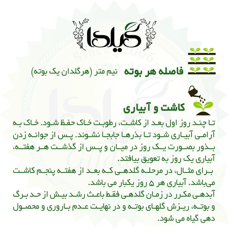 بذر گوجه ارلی اوربانا گیلدا کد 558