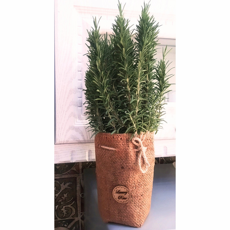 گیاه طبیعی رزماری مدل C-34