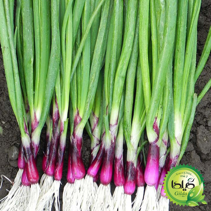 بذر سبزی خوردن گیلدا کد 097 مجموعه 10 عددی