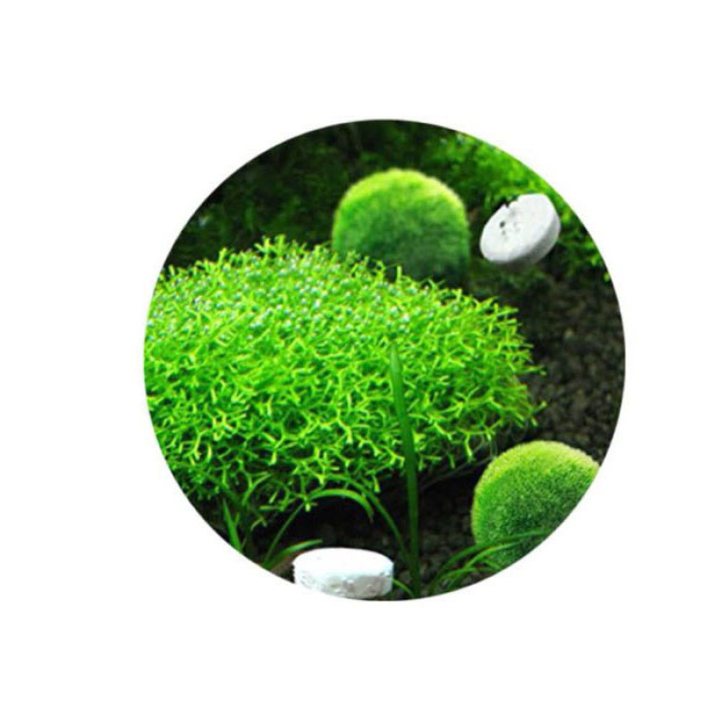 قرص CO2 آکواریوم پلنت مدل 700Dبسته 50 عددی