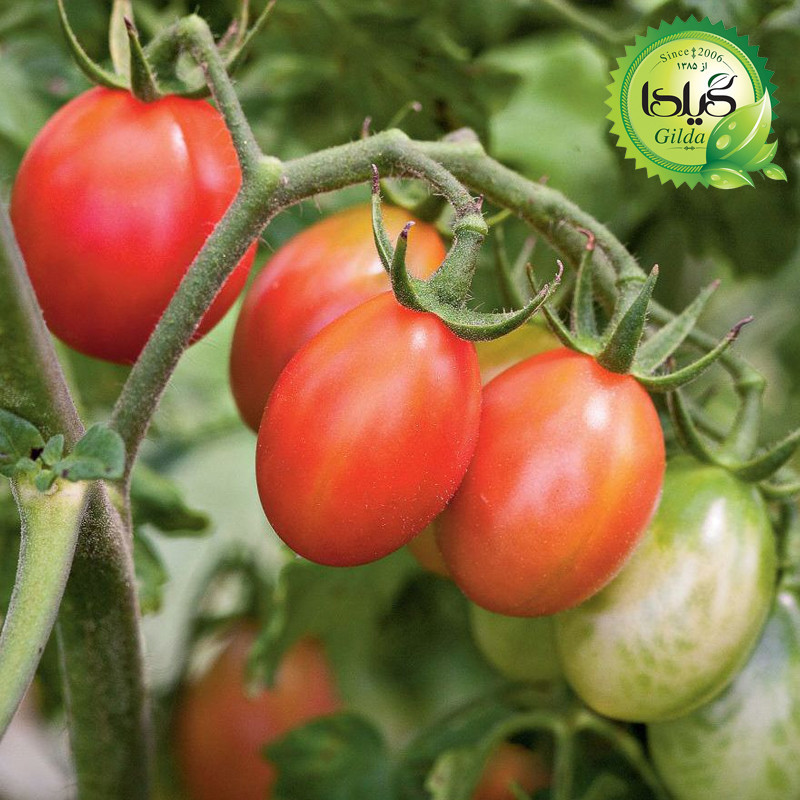 بذر گوجه درختی زیتونی گیلدا کد 576