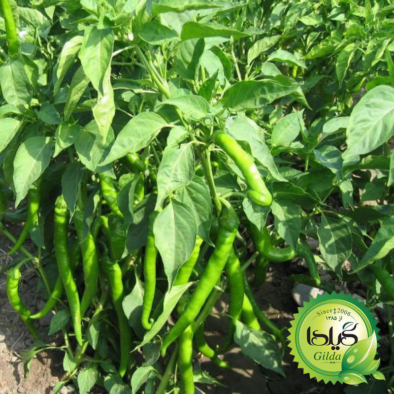 بذر فلفل شیرین سوزنی گیلدا کد 357