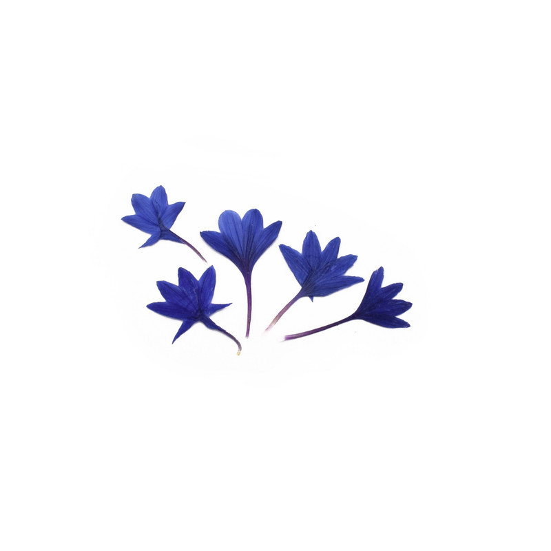 گل خشک مدل گندمی کد PR 5 مجموعه 5 عددی
