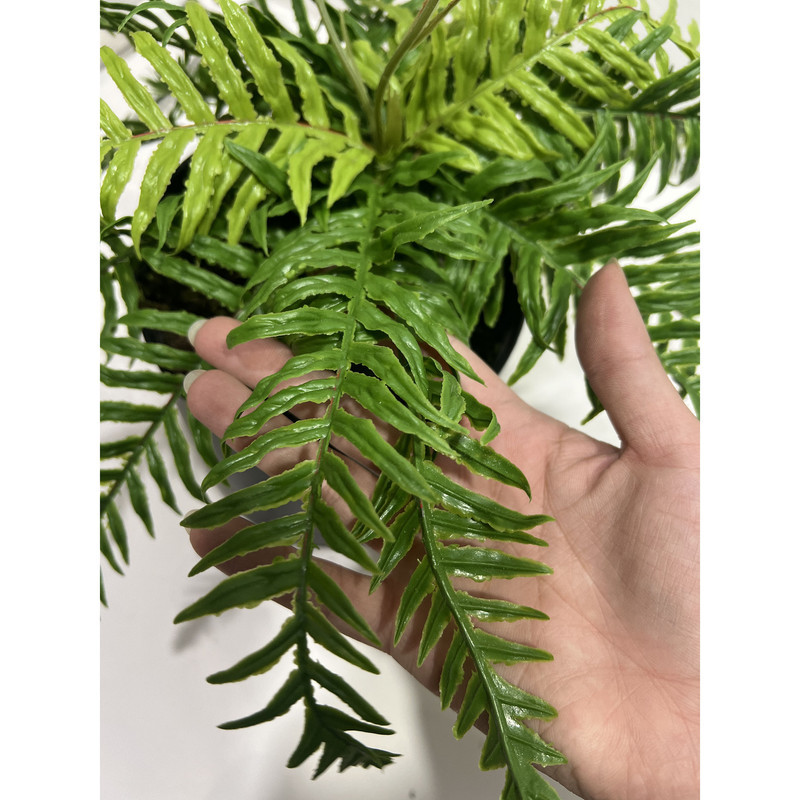 مجموعه 2 عددی گلدان پلیمری به همراه گل مصنوعی سرخس کد 5070، برگ‌های سیلیکونی، نصب آویزی،دیواری و رومیزی، مناسب فضای باز، ابعاد 1×10×30 سانتی‌متر، وزن 200 گرم