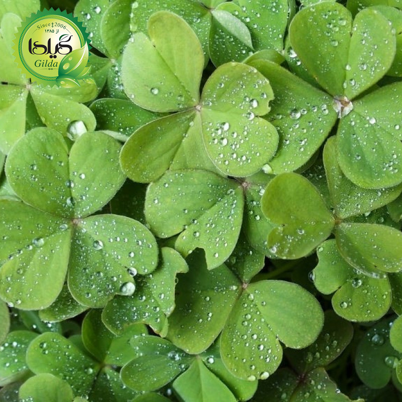 بذر شبدر گیلدا کد 126